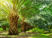 Konflik Agraria Makin Memanas, PT ANA Morut Tak Tersentuh, Para Petani Minta Penyelesaian