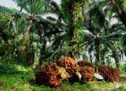 Pelepasan Lahan di PT ANA, Warga Tolak Proses Sepihak yang Dijalankan Pemdes Towara, dan Serahkan Dokumen Langsung ke- Pemda Morowali Utara