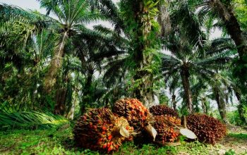 Pelepasan Lahan di PT ANA, Warga Tolak Proses Sepihak yang Dijalankan Pemdes Towara, dan Serahkan Dokumen Langsung ke- Pemda Morowali Utara