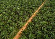 Konflik Agraria Di Morut Makin Memanas, Selain PT KLS, Masyarakat Adat Tau Tau Wana Akan Demo PT CAS