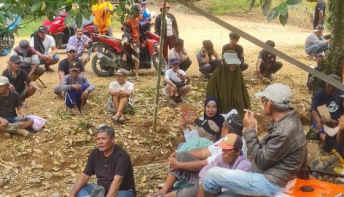 Memanas, Masyarakat Adat Di Bungku Utara Morut Kembali Duduki Perkebunan Sawit PT KLS
