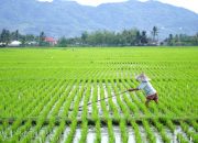 Konflik Agraria di Lingkar PT KLS, Terungkap Fakta HGU Terbit Diatas Lahan Sawah Warga Toili
