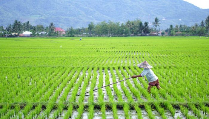 Konflik Agraria di Lingkar PT KLS, Terungkap Fakta HGU Terbit Diatas Lahan Sawah Warga Toili