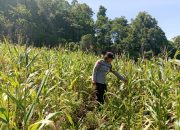 Dukung Swasembada Pangan, Bhabinkamtibmas Polsek Tinangkung Pantau Kebun Jagung di Desa Saiyong