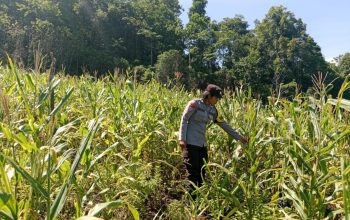 Dukung Swasembada Pangan, Bhabinkamtibmas Polsek Tinangkung Pantau Kebun Jagung di Desa Saiyong