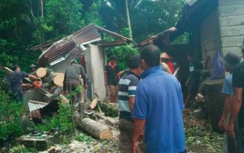Hujan Angin Kencang, Pohon Tumbang Timpa Rumah Warga di Desa Lee