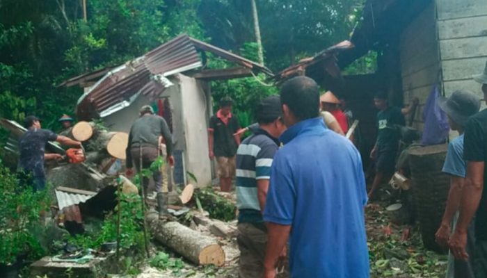 Hujan Angin Kencang, Pohon Tumbang Timpa Rumah Warga di Desa Lee