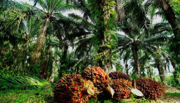 Pemerintah Genjot Proses Penyelesaian Konflik Agraria Di PT ANA, Laporan Pidana Pada Warga Dinilai Memperumit Situasi