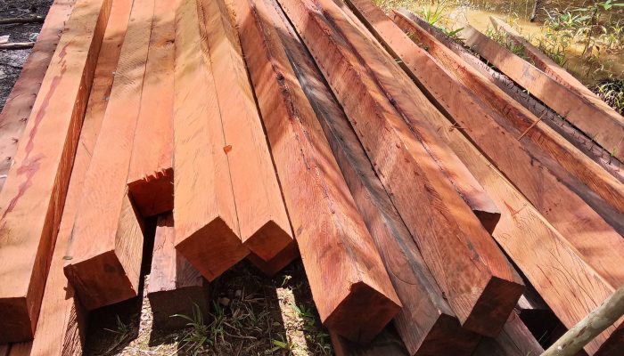 Dugaan Ilegal Loging di Cagar Alam Morut Terus Menjadi Sorotan, Warga Desak Tindakan Tegas